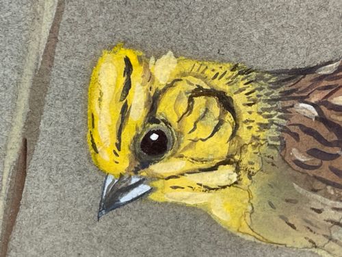 WATERCOLOUR YELLOWHAMMER PASSERINE BIRD STUDY BY RALSTON GUDGEON RSW - ADDITIONAL PHOTO 4