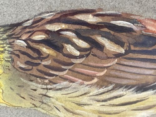 WATERCOLOUR YELLOWHAMMER PASSERINE BIRD STUDY BY RALSTON GUDGEON RSW - ADDITIONAL PHOTO 5