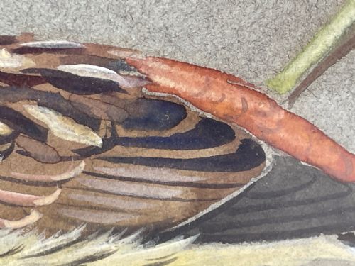 WATERCOLOUR YELLOWHAMMER PASSERINE BIRD STUDY BY RALSTON GUDGEON RSW - ADDITIONAL PHOTO 6