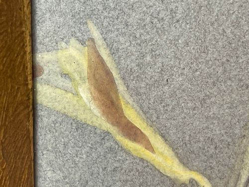 WATERCOLOUR YELLOWHAMMER PASSERINE BIRD STUDY BY RALSTON GUDGEON RSW - ADDITIONAL PHOTO 8
