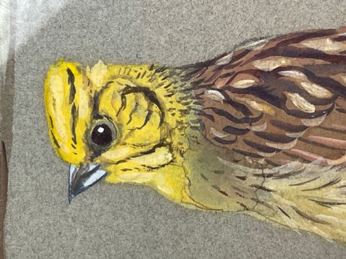 WATERCOLOUR YELLOWHAMMER PASSERINE BIRD STUDY BY RALSTON GUDGEON RSW - ADDITIONAL PHOTO 12