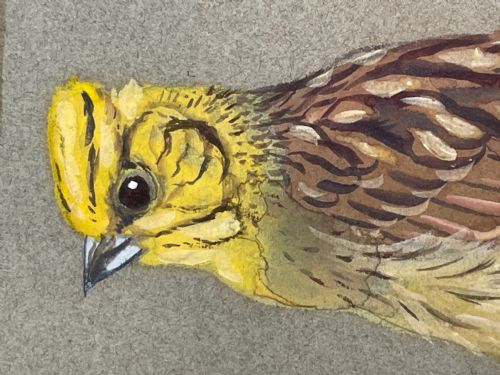 WATERCOLOUR YELLOWHAMMER PASSERINE BIRD STUDY BY RALSTON GUDGEON RSW - ADDITIONAL PHOTO 14