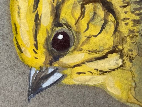 WATERCOLOUR YELLOWHAMMER PASSERINE BIRD STUDY BY RALSTON GUDGEON RSW - ADDITIONAL PHOTO 15