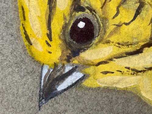 WATERCOLOUR YELLOWHAMMER PASSERINE BIRD STUDY BY RALSTON GUDGEON RSW - ADDITIONAL PHOTO 17