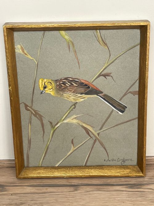 WATERCOLOUR YELLOWHAMMER PASSERINE BIRD STUDY BY RALSTON GUDGEON RSW - ADDITIONAL PHOTO 25