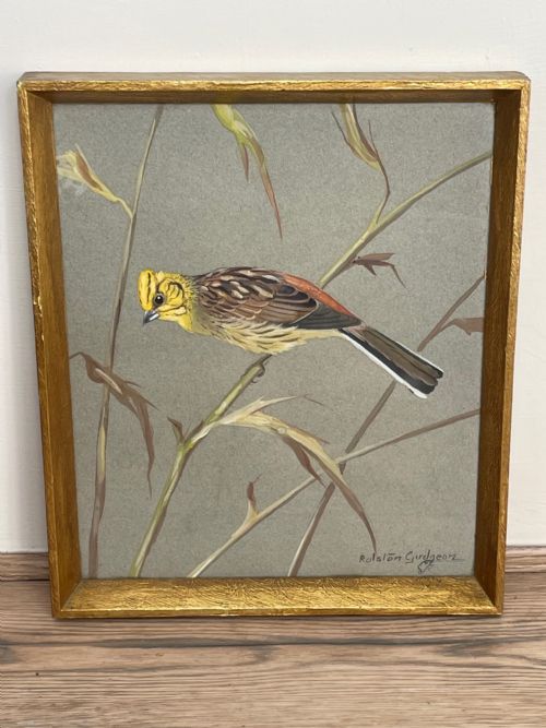 WATERCOLOUR YELLOWHAMMER PASSERINE BIRD STUDY BY RALSTON GUDGEON RSW - ADDITIONAL PHOTO 26