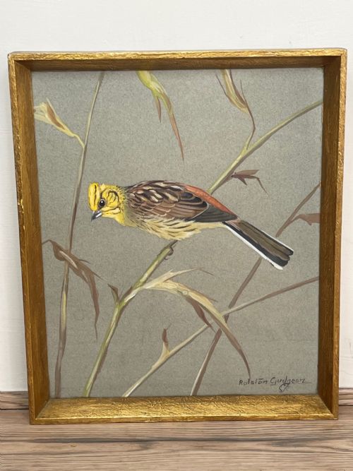 WATERCOLOUR YELLOWHAMMER PASSERINE BIRD STUDY BY RALSTON GUDGEON RSW - ADDITIONAL PHOTO 27