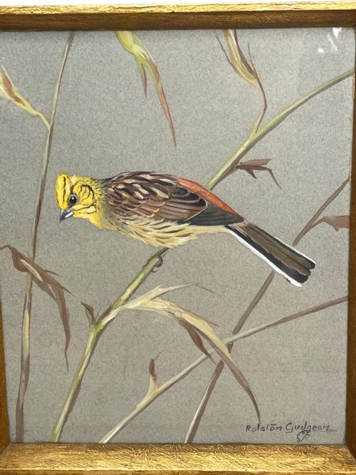 WATERCOLOUR YELLOWHAMMER PASSERINE BIRD STUDY BY RALSTON GUDGEON RSW - ADDITIONAL PHOTO 28