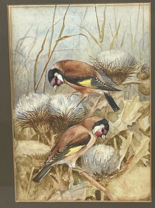 WATERCOLOUR FINCHES BIRDS STUDY ATTRIBUTED TO FLORENCE BARLOW - ADDITIONAL PHOTO 3