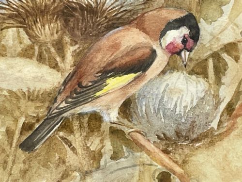 WATERCOLOUR FINCHES BIRDS STUDY ATTRIBUTED TO FLORENCE BARLOW - ADDITIONAL PHOTO 4