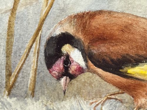 WATERCOLOUR FINCHES BIRDS STUDY ATTRIBUTED TO FLORENCE BARLOW - ADDITIONAL PHOTO 5