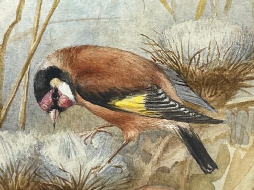 WATERCOLOUR FINCHES BIRDS STUDY ATTRIBUTED TO FLORENCE BARLOW - ADDITIONAL PHOTO 6