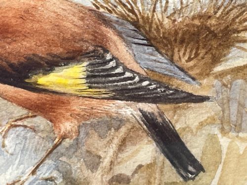 WATERCOLOUR FINCHES BIRDS STUDY ATTRIBUTED TO FLORENCE BARLOW - ADDITIONAL PHOTO 7