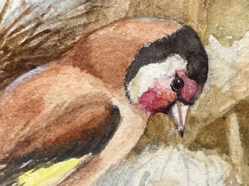 WATERCOLOUR FINCHES BIRDS STUDY ATTRIBUTED TO FLORENCE BARLOW - ADDITIONAL PHOTO 9