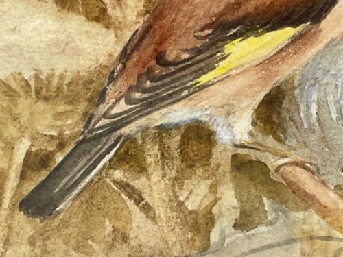WATERCOLOUR FINCHES BIRDS STUDY ATTRIBUTED TO FLORENCE BARLOW - ADDITIONAL PHOTO 10