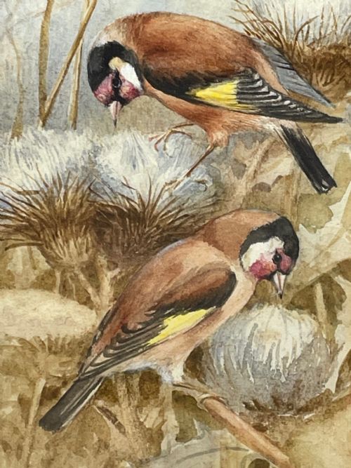 WATERCOLOUR FINCHES BIRDS STUDY ATTRIBUTED TO FLORENCE BARLOW - ADDITIONAL PHOTO 13