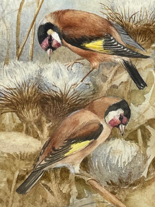 WATERCOLOUR FINCHES BIRDS STUDY ATTRIBUTED TO FLORENCE BARLOW - ADDITIONAL PHOTO 14