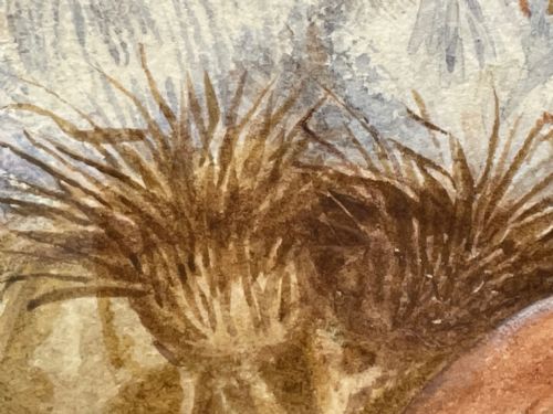 WATERCOLOUR FINCHES BIRDS STUDY ATTRIBUTED TO FLORENCE BARLOW - ADDITIONAL PHOTO 15
