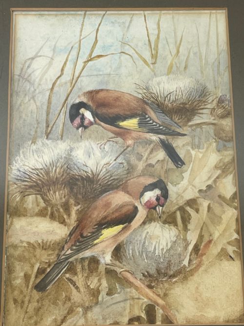 WATERCOLOUR FINCHES BIRDS STUDY ATTRIBUTED TO FLORENCE BARLOW - ADDITIONAL PHOTO 26