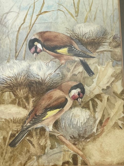 WATERCOLOUR FINCHES BIRDS STUDY ATTRIBUTED TO FLORENCE BARLOW - ADDITIONAL PHOTO 27