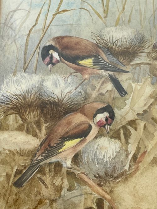 WATERCOLOUR FINCHES BIRDS STUDY ATTRIBUTED TO FLORENCE BARLOW - ADDITIONAL PHOTO 28