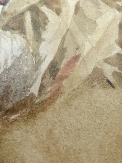 WATERCOLOUR FINCHES BIRDS STUDY ATTRIBUTED TO FLORENCE BARLOW - ADDITIONAL PHOTO 29