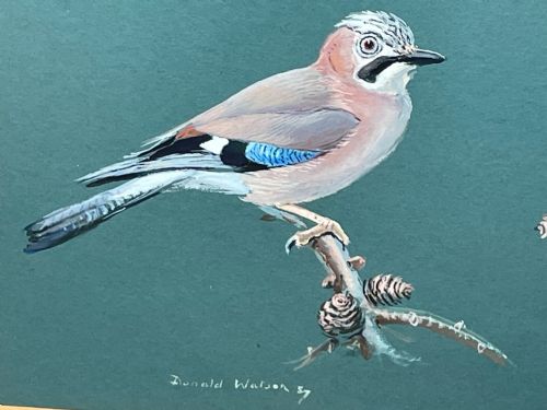 PAINTING JAYS PERCHED BIRD STUDY SIGNED DONALD WATSON 19182005 - ADDITIONAL PHOTO 6
