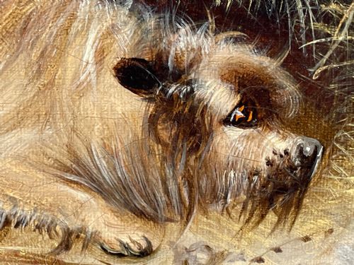 VICTORIAN OIL PAINTING 3 TERRIER DOGS A SHARP LOOKOUT BY EDWARD ARMFIELD - ADDITIONAL PHOTO 28