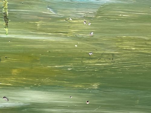 SCOTTISH OIL PAINTING GOLF CLUB CARNOUSTIE BY JAMES TORRINGTON BELL - ADDITIONAL PHOTO 14
