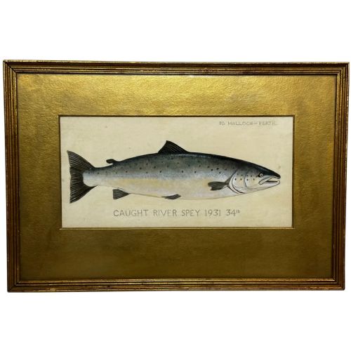 pd malloch perth watercolour salmon fish caught river spey 34lb c1931 - CATEGORY: ANTIQUE ART - DATED 1930