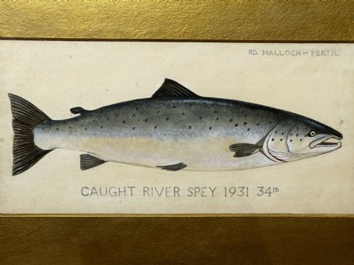 PD MALLOCH PERTH WATERCOLOUR SALMON FISH CAUGHT RIVER SPEY 34LB C1931 - ADDITIONAL PHOTO 1
