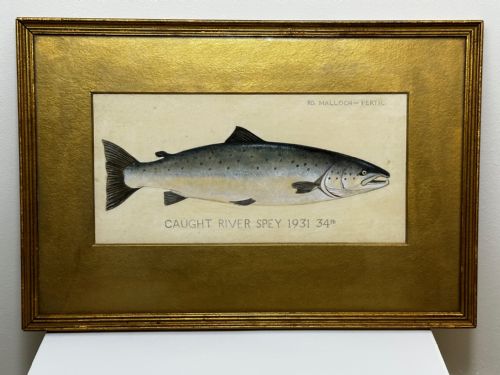 PD MALLOCH PERTH WATERCOLOUR SALMON FISH CAUGHT RIVER SPEY 34LB C1931 - ADDITIONAL PHOTO 2
