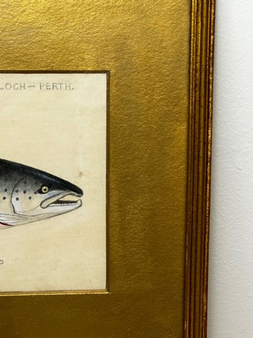 PD MALLOCH PERTH WATERCOLOUR SALMON FISH CAUGHT RIVER SPEY 34LB C1931 - ADDITIONAL PHOTO 4