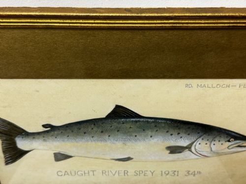 PD MALLOCH PERTH WATERCOLOUR SALMON FISH CAUGHT RIVER SPEY 34LB C1931 - ADDITIONAL PHOTO 5
