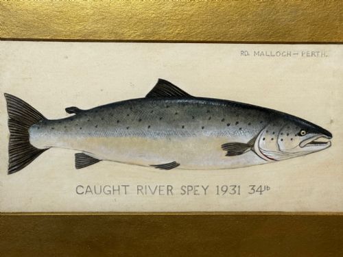 PD MALLOCH PERTH WATERCOLOUR SALMON FISH CAUGHT RIVER SPEY 34LB C1931 - ADDITIONAL PHOTO 6