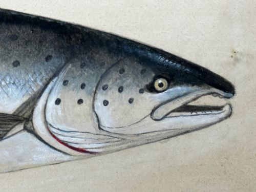 PD MALLOCH PERTH WATERCOLOUR SALMON FISH CAUGHT RIVER SPEY 34LB C1931 - ADDITIONAL PHOTO 7