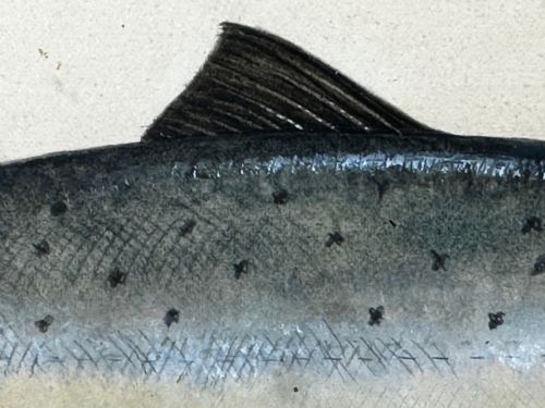 PD MALLOCH PERTH WATERCOLOUR SALMON FISH CAUGHT RIVER SPEY 34LB C1931 - ADDITIONAL PHOTO 8