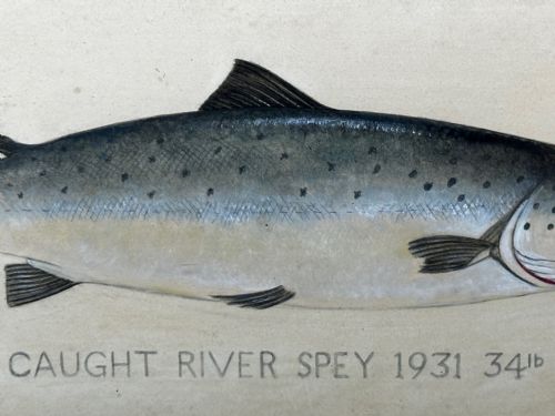 PD MALLOCH PERTH WATERCOLOUR SALMON FISH CAUGHT RIVER SPEY 34LB C1931 - ADDITIONAL PHOTO 9