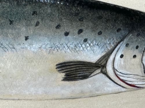 PD MALLOCH PERTH WATERCOLOUR SALMON FISH CAUGHT RIVER SPEY 34LB C1931 - ADDITIONAL PHOTO 10