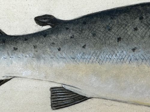 PD MALLOCH PERTH WATERCOLOUR SALMON FISH CAUGHT RIVER SPEY 34LB C1931 - ADDITIONAL PHOTO 11
