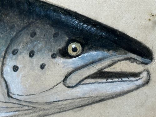 PD MALLOCH PERTH WATERCOLOUR SALMON FISH CAUGHT RIVER SPEY 34LB C1931 - ADDITIONAL PHOTO 15