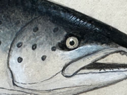 PD MALLOCH PERTH WATERCOLOUR SALMON FISH CAUGHT RIVER SPEY 34LB C1931 - ADDITIONAL PHOTO 16