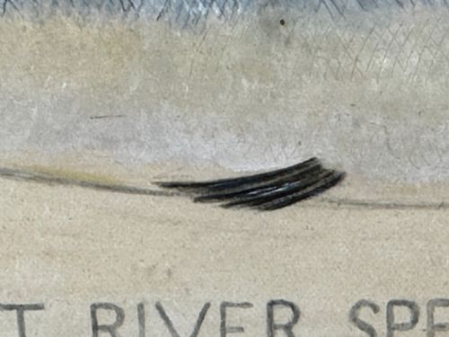 PD MALLOCH PERTH WATERCOLOUR SALMON FISH CAUGHT RIVER SPEY 34LB C1931 - ADDITIONAL PHOTO 18