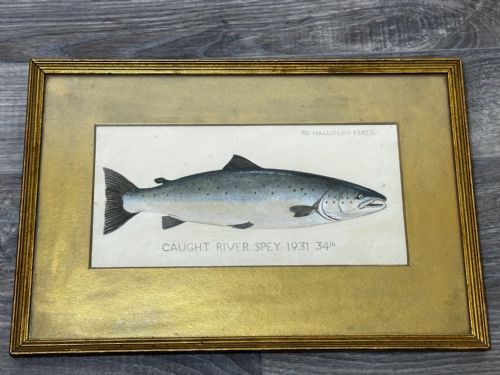 PD MALLOCH PERTH WATERCOLOUR SALMON FISH CAUGHT RIVER SPEY 34LB C1931 - ADDITIONAL PHOTO 24