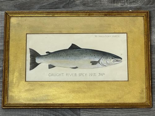 PD MALLOCH PERTH WATERCOLOUR SALMON FISH CAUGHT RIVER SPEY 34LB C1931 - ADDITIONAL PHOTO 25