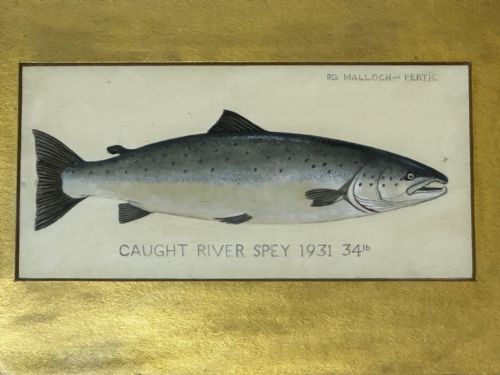 PD MALLOCH PERTH WATERCOLOUR SALMON FISH CAUGHT RIVER SPEY 34LB C1931 - ADDITIONAL PHOTO 26