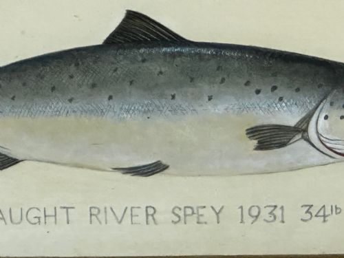 PD MALLOCH PERTH WATERCOLOUR SALMON FISH CAUGHT RIVER SPEY 34LB C1931 - ADDITIONAL PHOTO 27