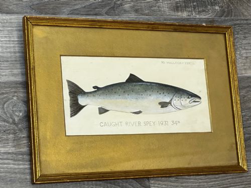 PD MALLOCH PERTH WATERCOLOUR SALMON FISH CAUGHT RIVER SPEY 34LB C1931 - ADDITIONAL PHOTO 28