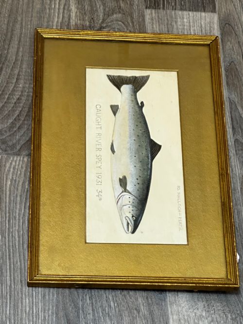 PD MALLOCH PERTH WATERCOLOUR SALMON FISH CAUGHT RIVER SPEY 34LB C1931 - ADDITIONAL PHOTO 29