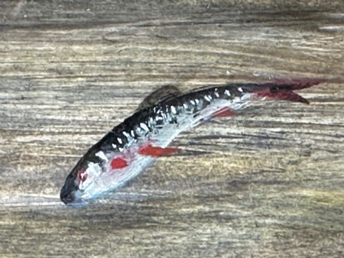 OIL PAINTING RAINBOW TROUT FISH SURFACING BY AUTHOR ROLAND KNIGHT - ADDITIONAL PHOTO 25